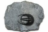 Gorgeous Scotoharpes Trilobite - Boudib, Morocco #363007-2